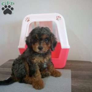 Teddy, Miniature Poodle Puppy